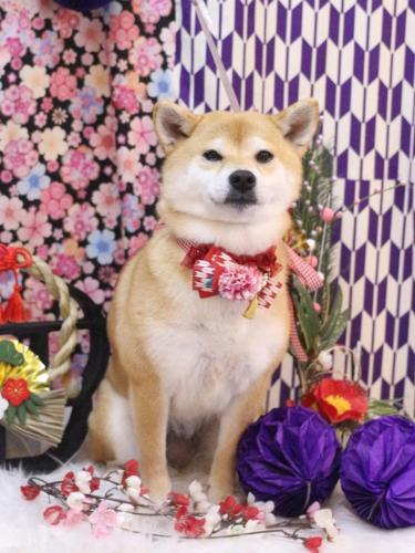 20250122はなちゃん